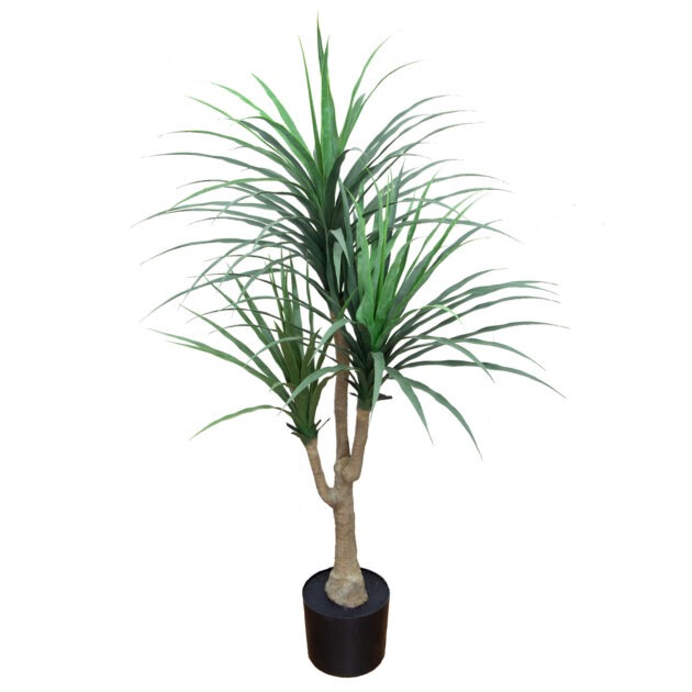 ARVORE DRACENA X 3 - ALT 1,20 M (BA601)