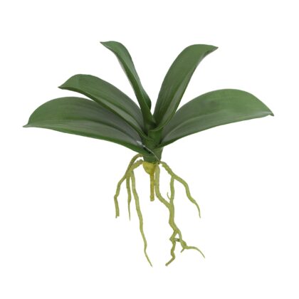 FOLHA DE ORQUIDEA PHALAENOPSIS X 5 COM RAIZ - ALT 25 CM (MX016)