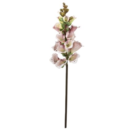 HASTE DIGITALIS - ALT 65 CM (MX808-3)