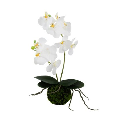 KOKEDAMA PHALAENOPSIS BRANCO - ALT 35 CM (SF306-BR)