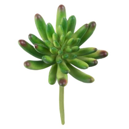 HASTE ECHEVERIA X 35 - ALT 11 CM (SJ138)