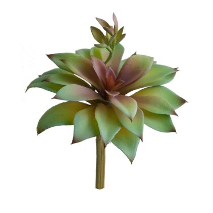 SUCULENTA ECHEVERIA COM BROTO - ALT 15 CM X LARG 18 CM (SJ161)