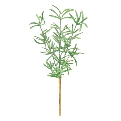 HASTE ALECRIM AVELUDADO - ALT 50 CM (SJ344)