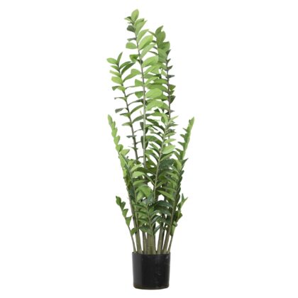 ARVORE ZAMIOCULCA - ALT 1,30 M (BA637)