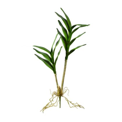 FOLHA DE DENDROBIUM - ALT 60 CM (MX922)