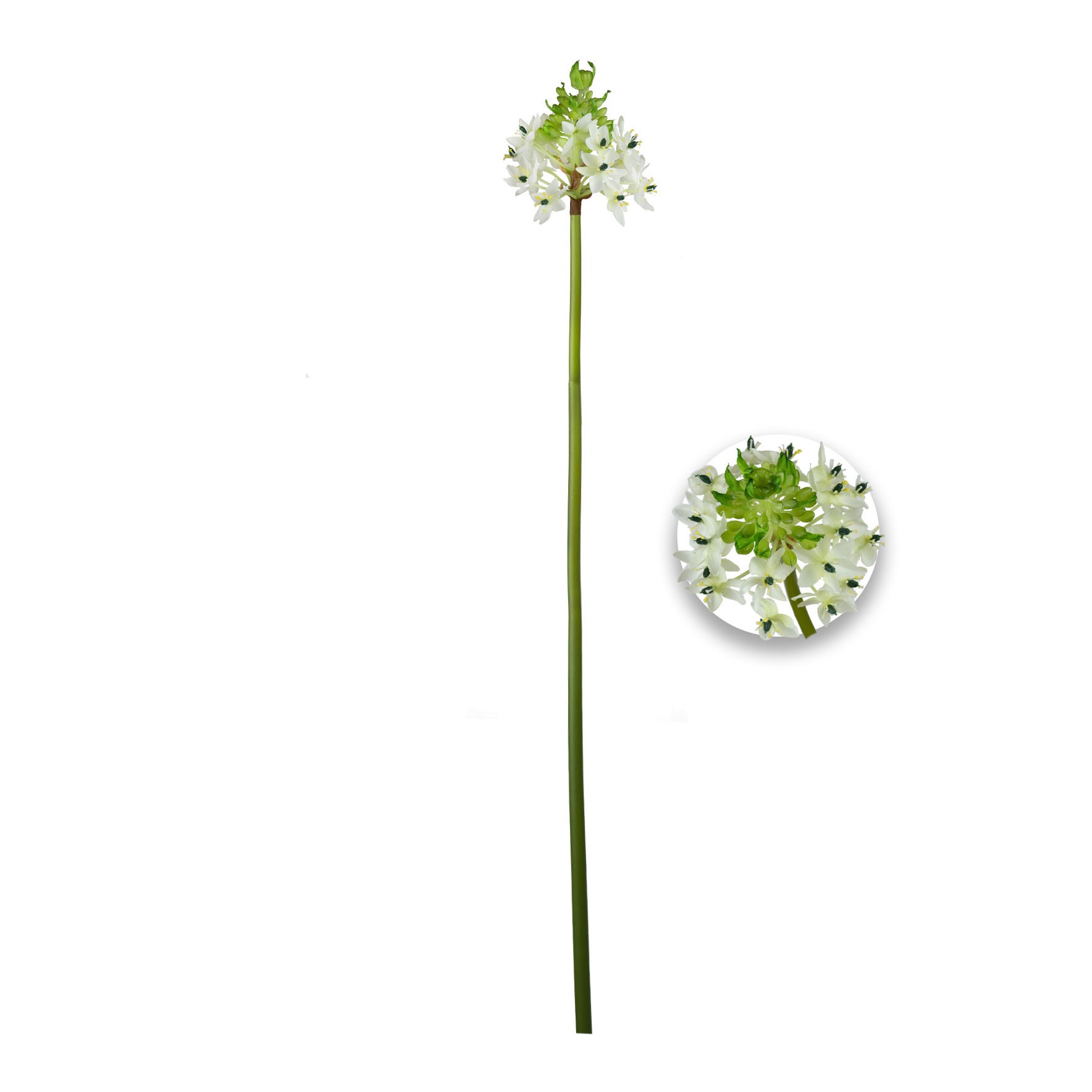 HASTE FLOR ORNITHOGALUM - ALT 83 CM (MX924)