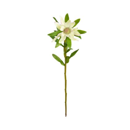 HASTE PROTEA SAFARI SUNSET BRANCA - ALT 60 CM (MX908-1)