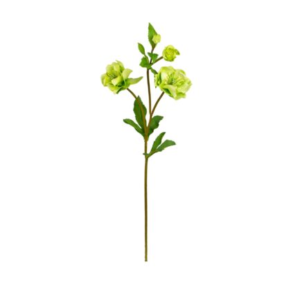 HASTE HELLEBORUS VERDE - ALT 55 CM (MX911-1)