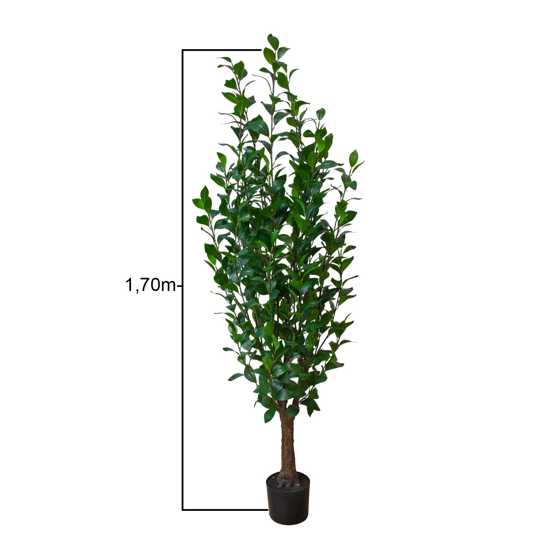 ARVORE CAMELIA TOQUE REAL - ALT 1.70 M (BA356)