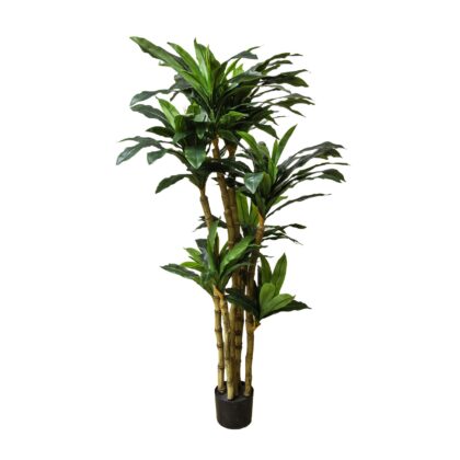 ARVORE DRACENA - ALT 1,50 M (BA662)