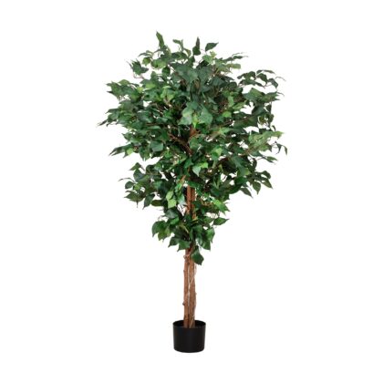 ARVORE FICUS - ALT 1,40 M (BA618)