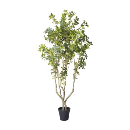 ARVORE CHEFLERA - ALT 2.30 M (BA669)