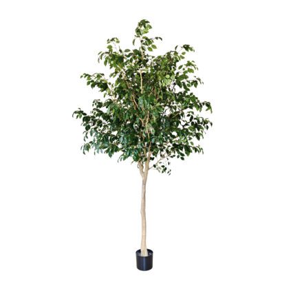 ARVORE FICUS - ALT  2,10 M (BA672)