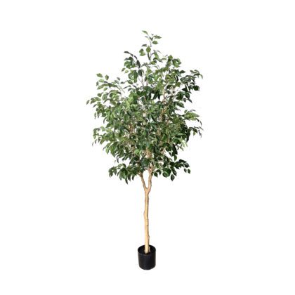 ARVORE FICUS -  ALT 2,70 M (BA673)