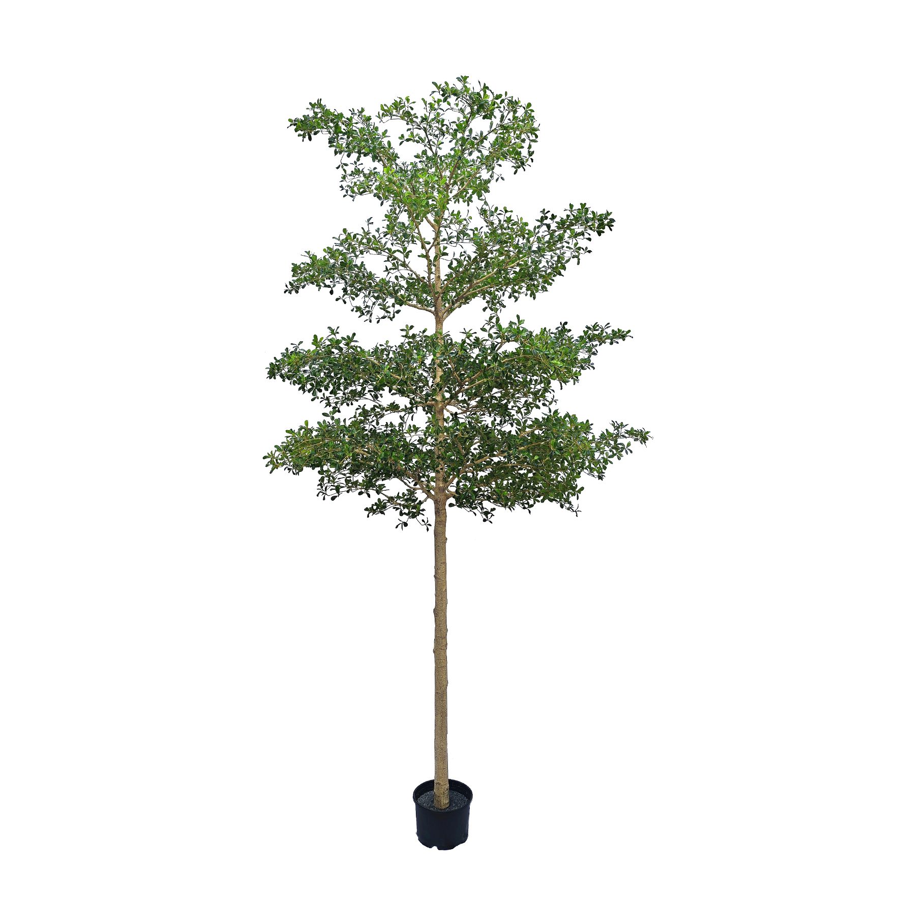 ARVORE SETE COPAS AFRICANA TOQUE REAL- ALT 4 M (BA674)