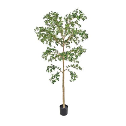 ARVORE SETE COPAS AFRICANA - ALT 2,80 M (BA675)