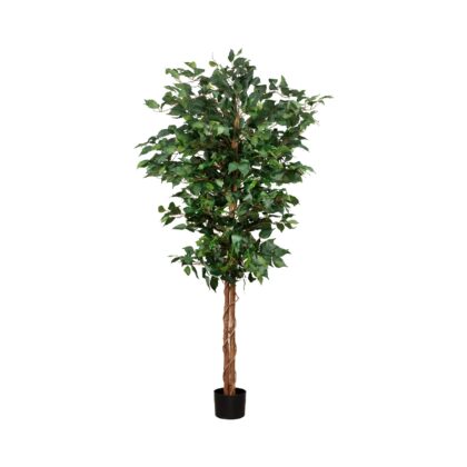 ARVORE FICUS - ALT 1,80 M (BA619)
