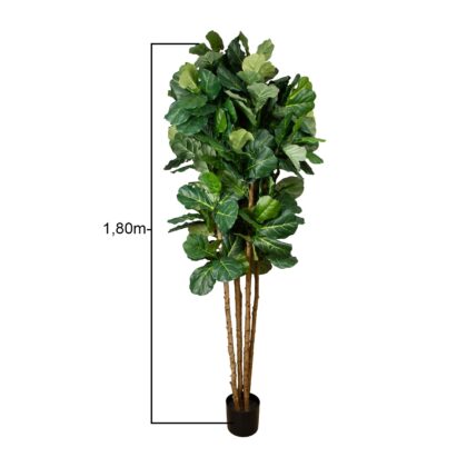 ARVORE FICUS LYRATA - ALT 1,80 M (BA664)