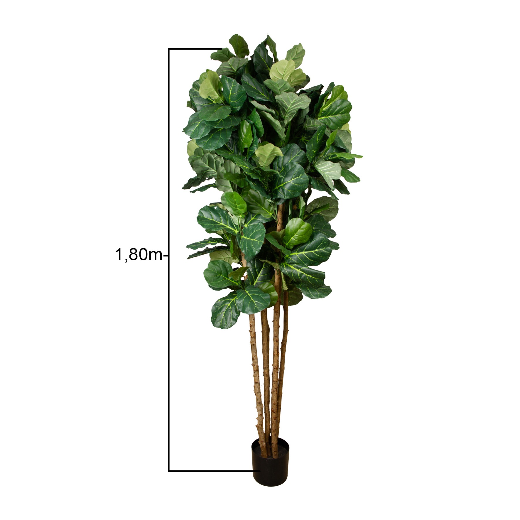 ARVORE FICUS LYRATA - ALT 1,80 M (BA664)