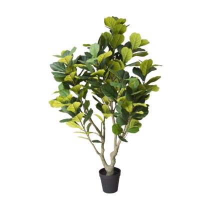 ARVORE FICUS LYRATA TOQUE REAL- ALT 2.20 M (BA667)