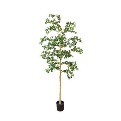 ARVORE SETE COPAS AFRICANA - ALT 2,10 M (BA676)