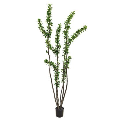 ARVORE OCOTILLO TOQUE REAL - ALT 1.80 M (BA677)