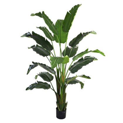 ARVORE STRELITZIA TOQUE REAL - ALT 2.40 M (BA678)