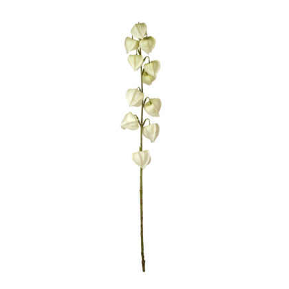 HASTE PHYSALIS BEGE - ALT 70 CM (SM465-1)