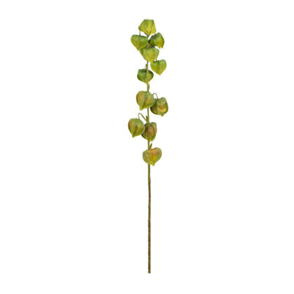 HASTE PHYSALIS VERDE - ALT 75 CM (SM465-3)