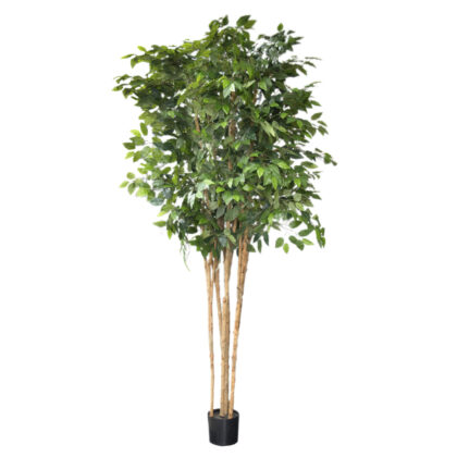 ARVORE FICUS - ALT 2.20 M (BA666)