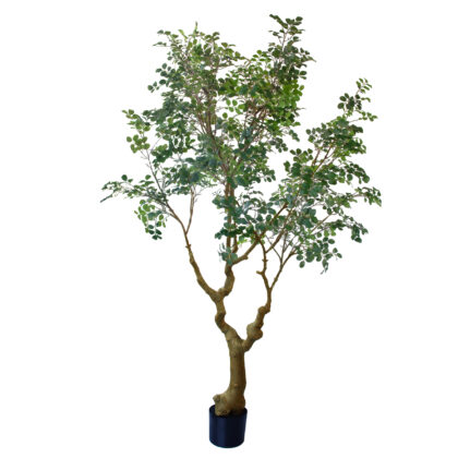 ARVORE LOROPETALUM VERDE- ALT 2,70 M (BA680-VD