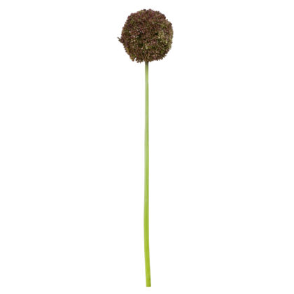 HASTE FLOR DE ALHO VINHO - ALT 45 CM (BC004-VN)