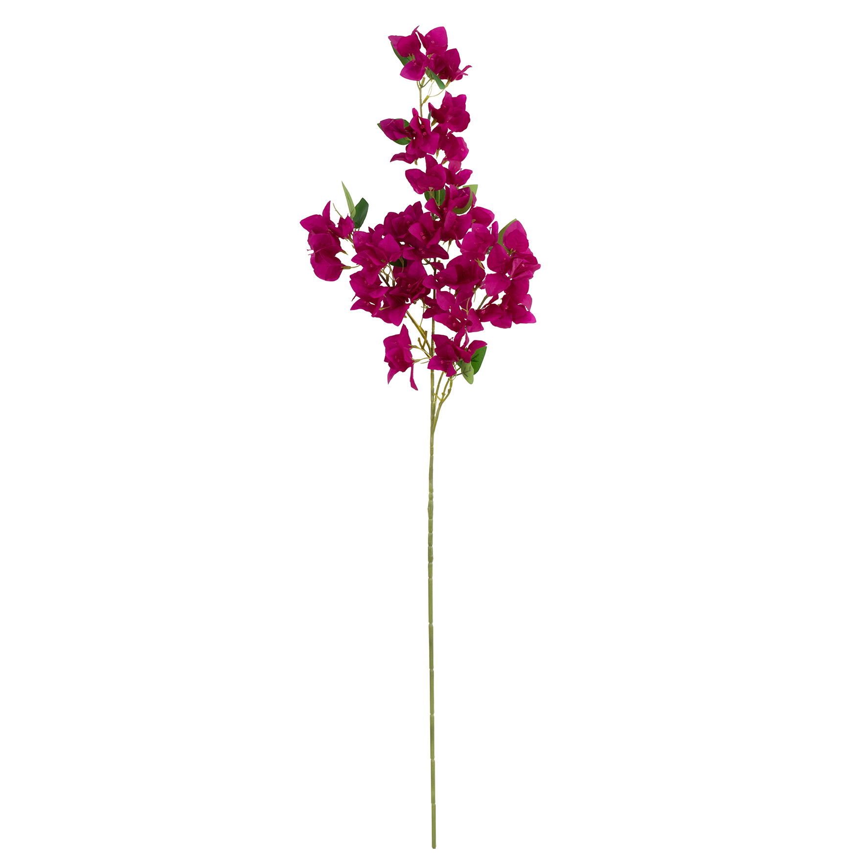 HASTE BOUGAINVILLEA PINK - ALT 1.05 M (BC038-PK)