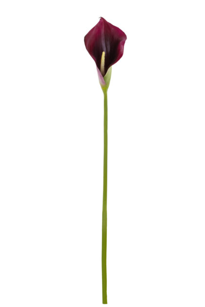HASTE CALLA - ALT 75 CM (MX937-1)